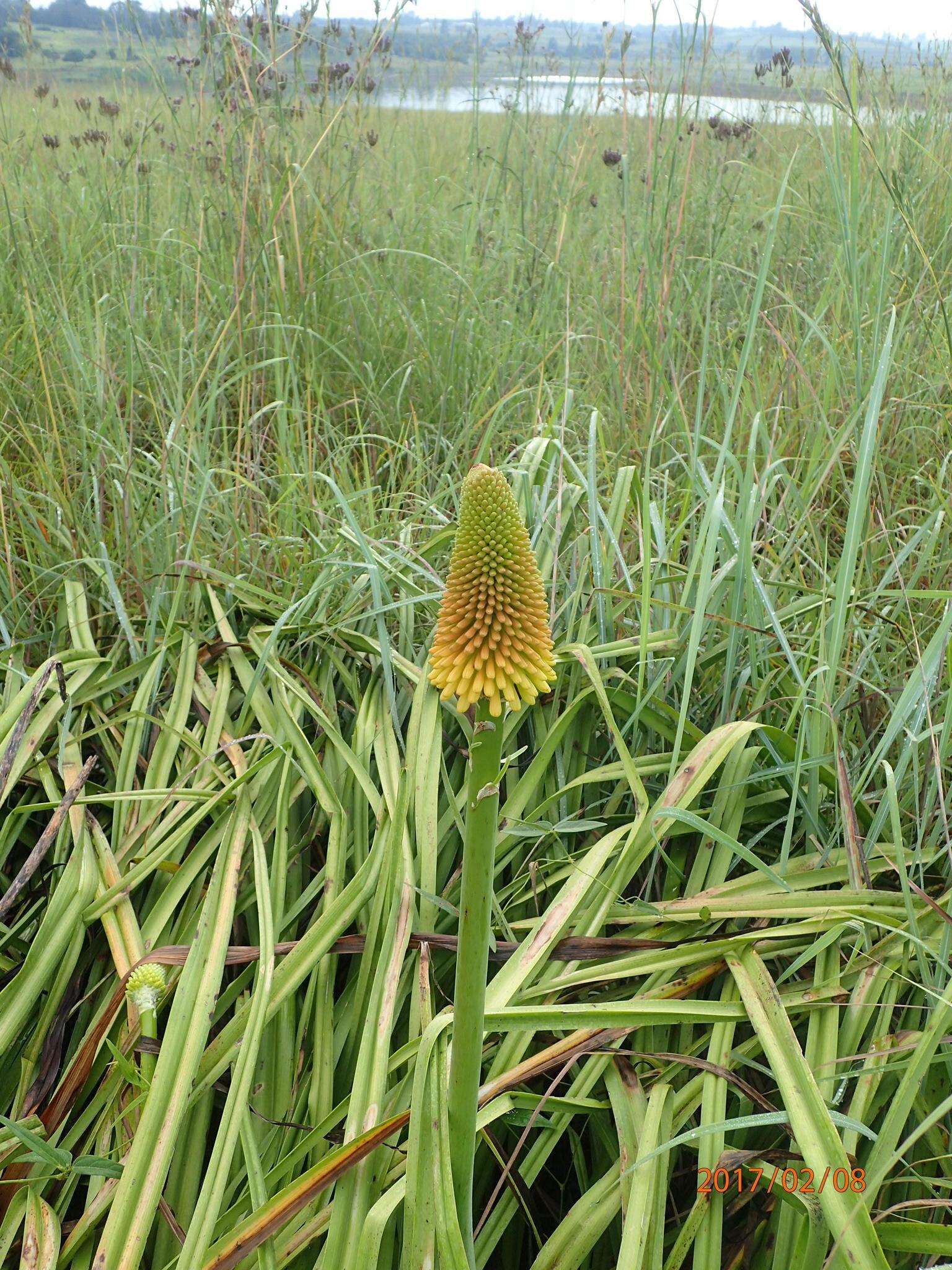 Слика од Kniphofia linearifolia Baker