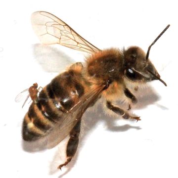 Image of <i>Apocephalus borealis</i> Brues 1924