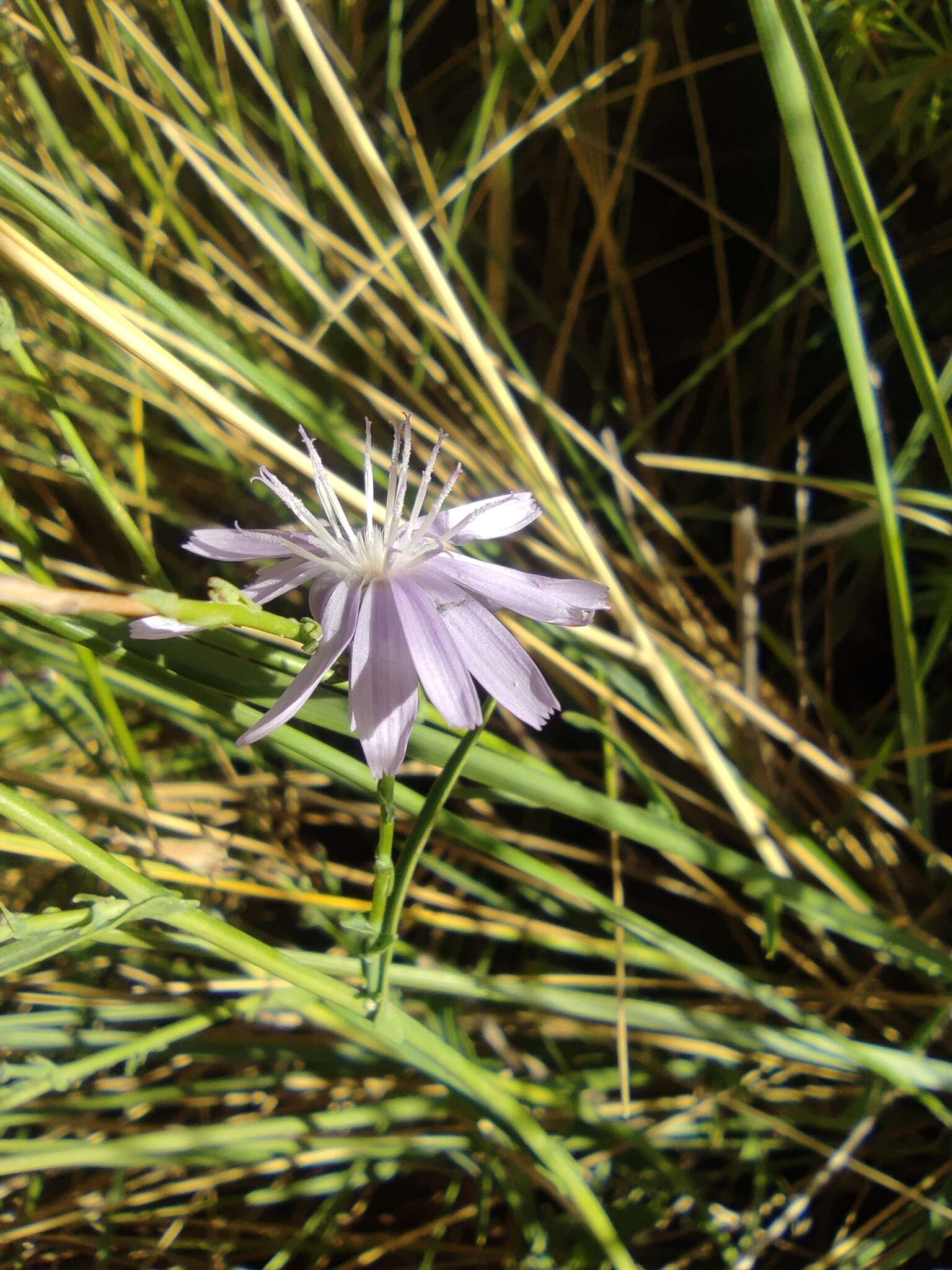 Image of Lactuca tenerrima Pourr.