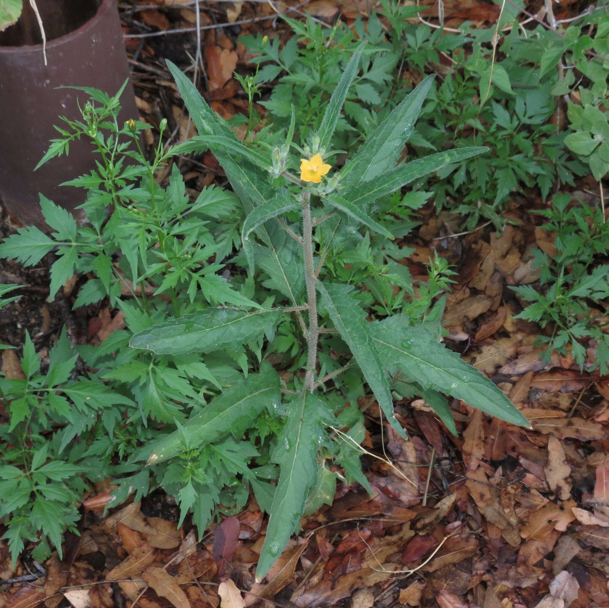 Image of isolated blazingstar