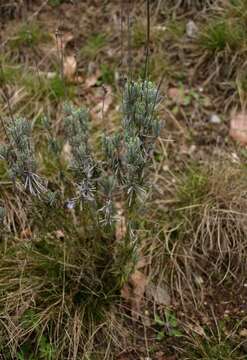 Слика од Lavandula angustifolia Mill.