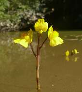 Image of Bladderwort