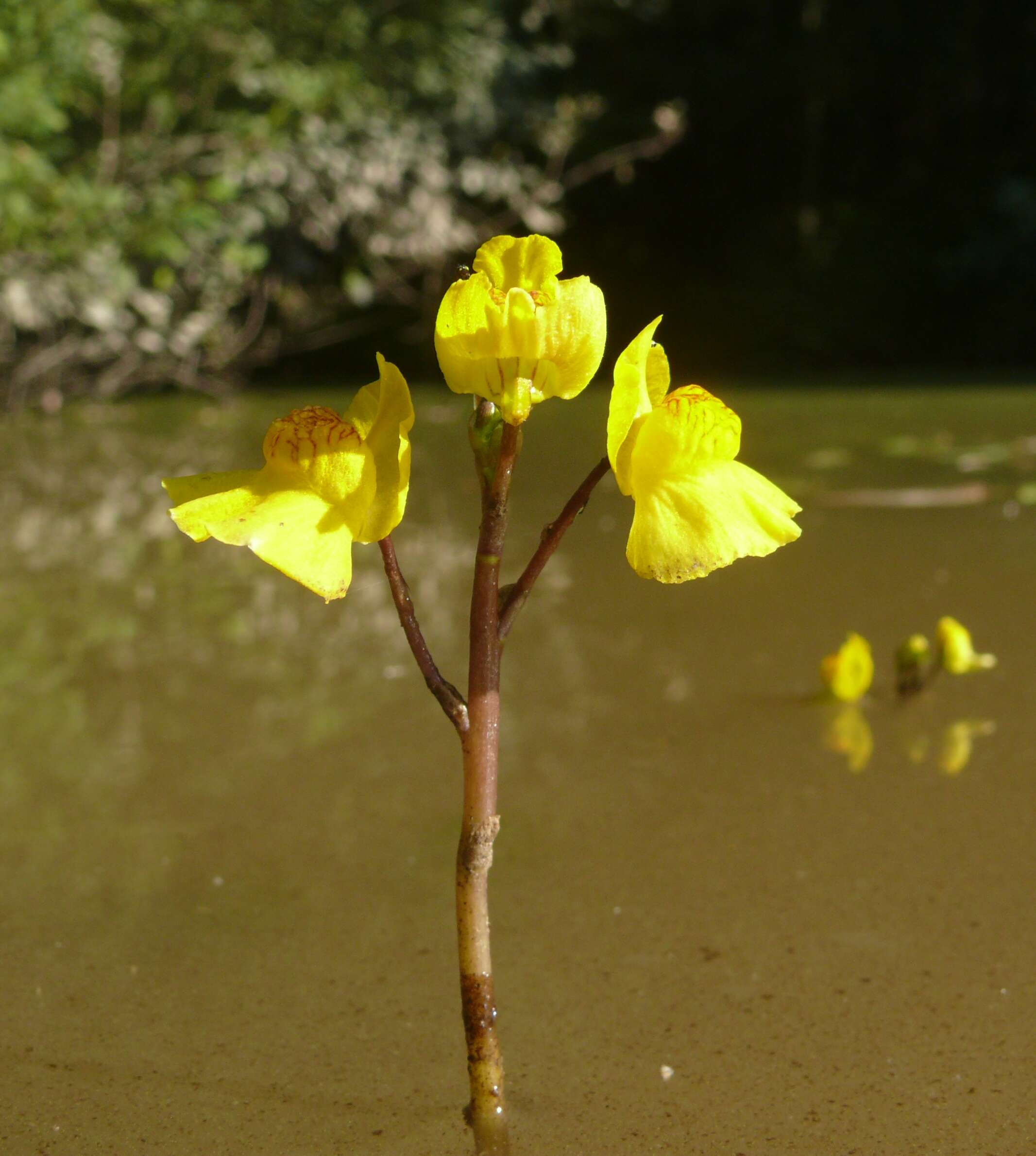 Image of Bladderwort