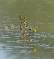 Image of Bladderwort