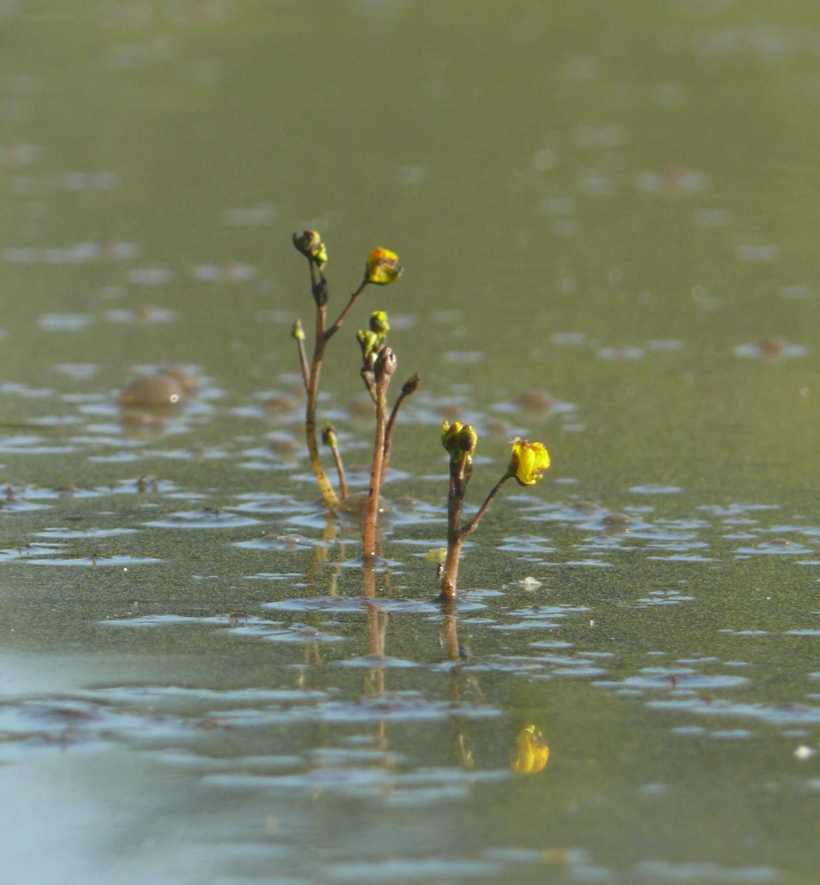 Image of Bladderwort