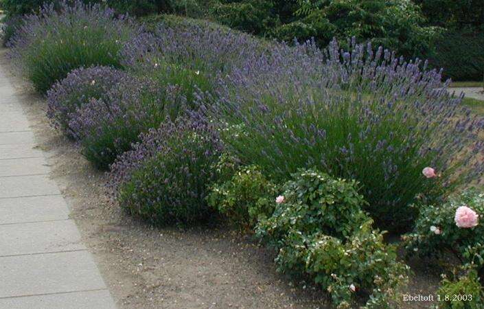 Image of English Lavendar