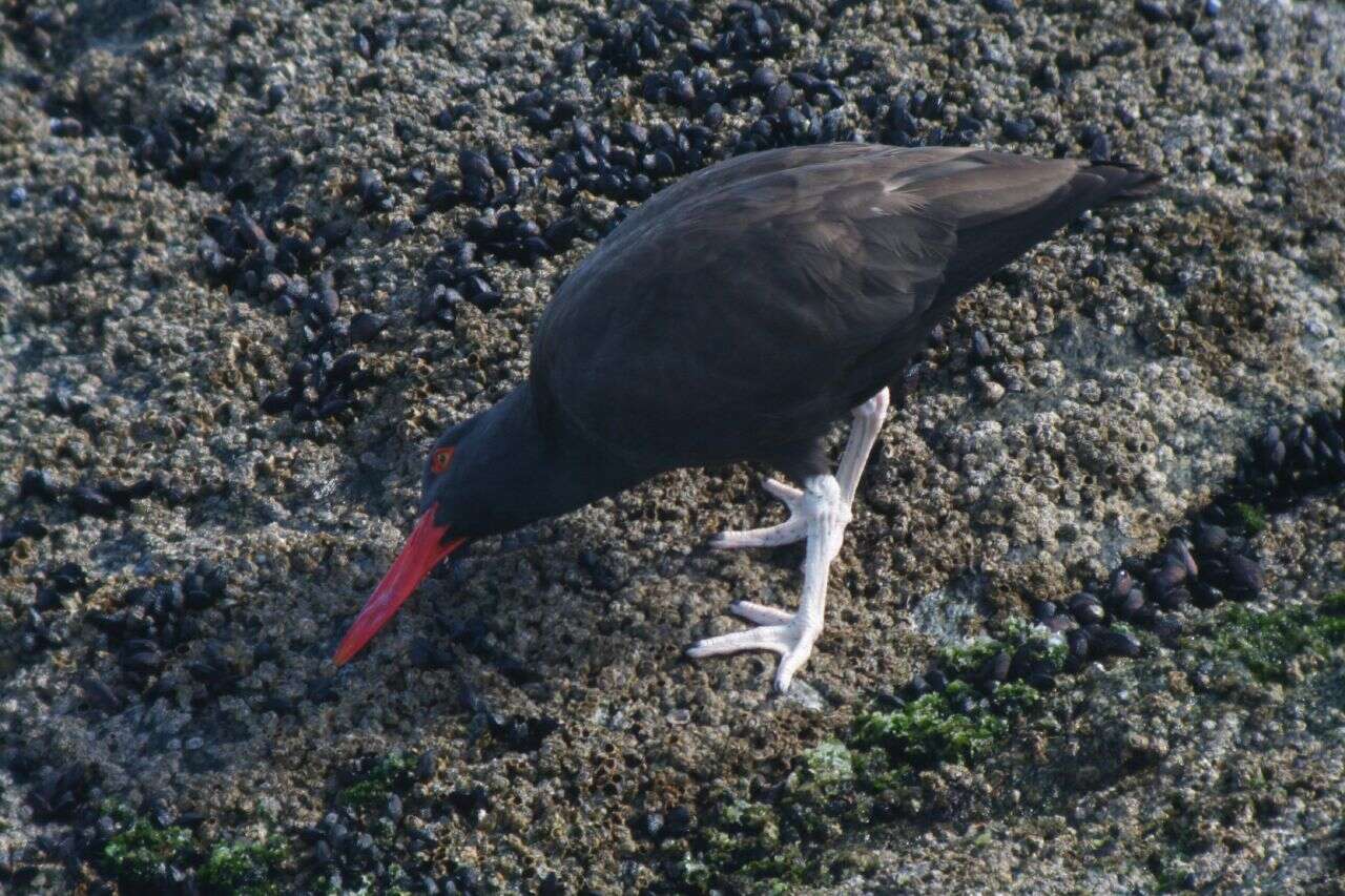 Image of Blackish Oystercatcher