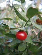 Imagem de Ruscus aculeatus L.