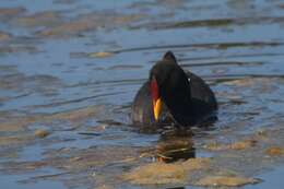 Image of Red-fronted Coot