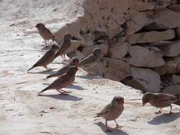 Image of Trumpeter Finch