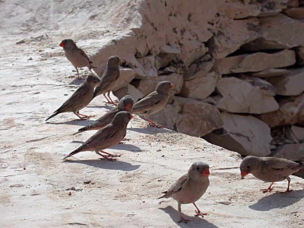 Image of Trumpeter Finch