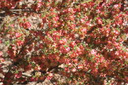 Image of Dodonaea microzyga F. Müll.