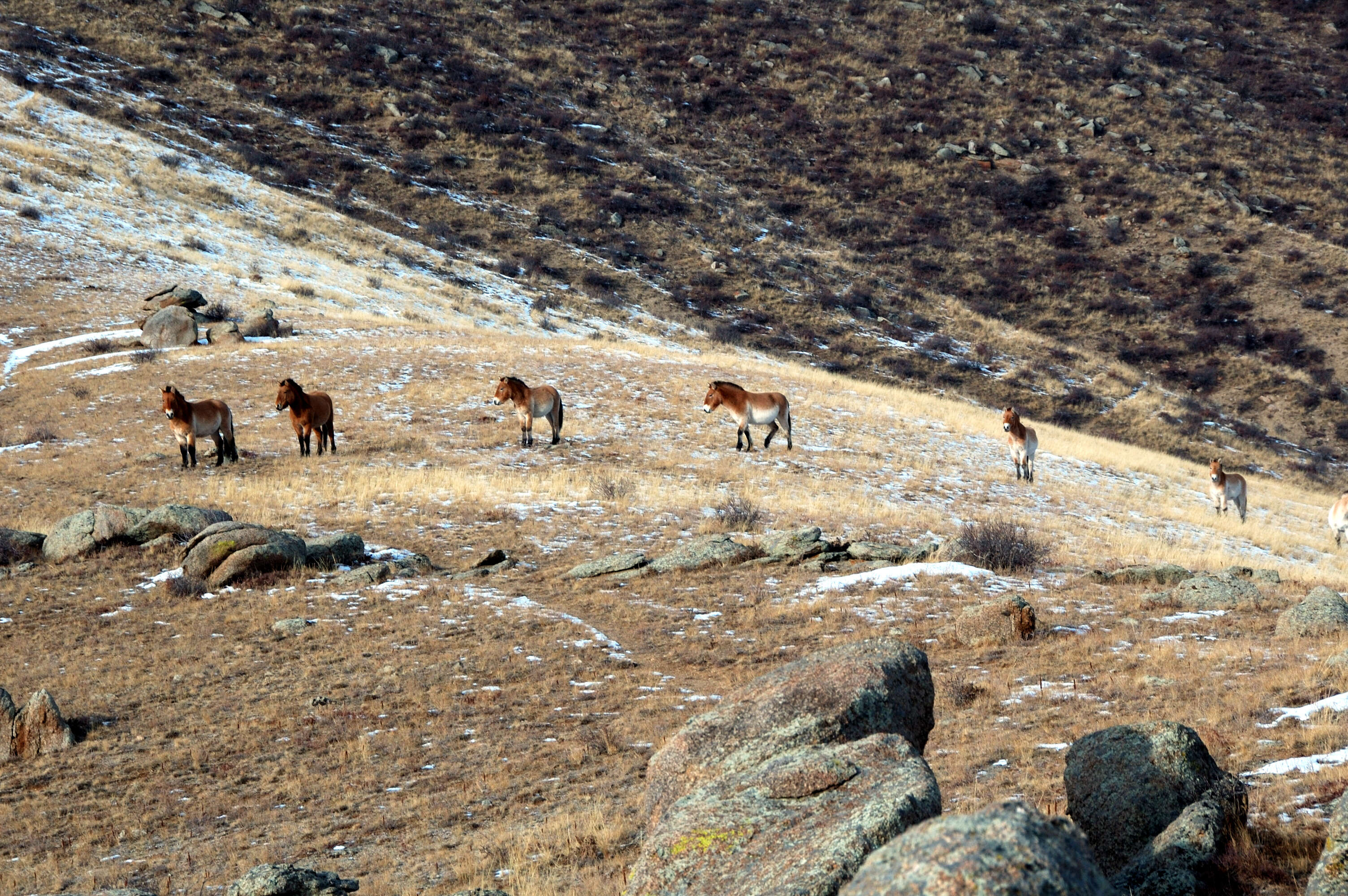 Image of Asian Wild Horse