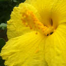 Image of (=Native yellow hibiscus) ma`o hau hele