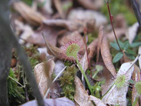 Image of Common Sundew