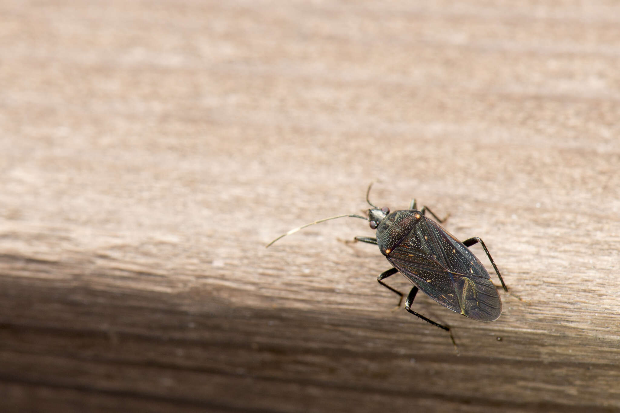 Image of Neolethaeus assamensis (Distant & W. L. 1901)