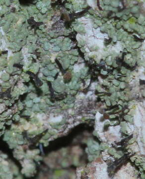 Image of needle lichen