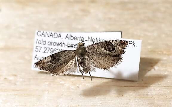 Image of Epinotia medioplagata Walsingham 1895