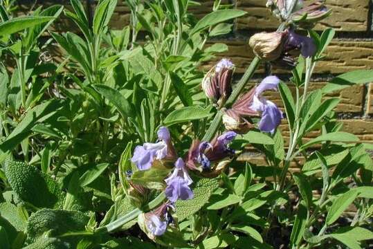 Imagem de Salvia officinalis L.