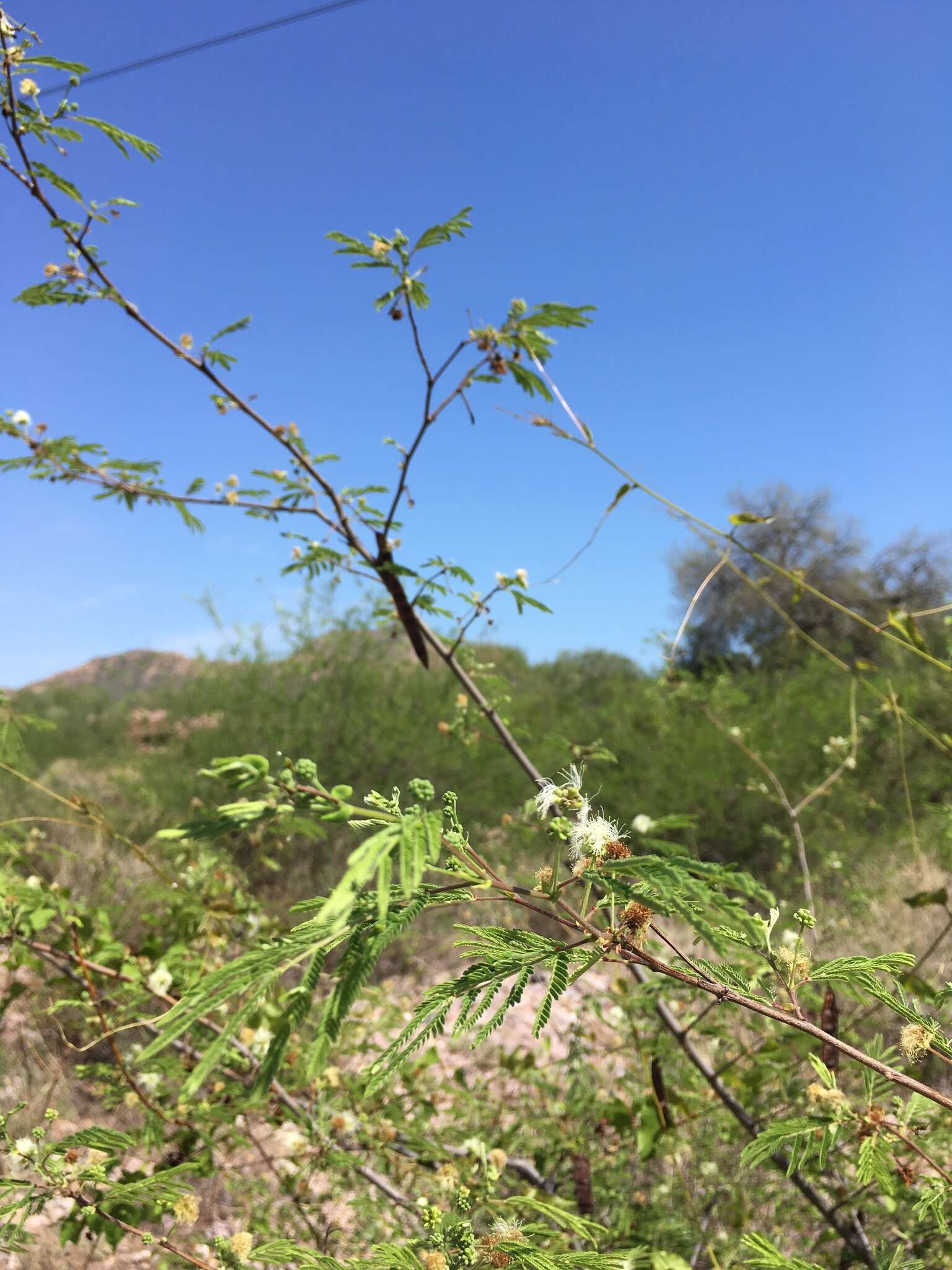 Plancia ëd Desmanthus covillei (Britton & Rose) B. L. Turner