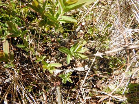 صورة Lonicera villosa (Michx.) Roem. & Schult.