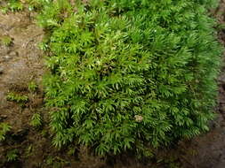 Image of oligotrichum moss