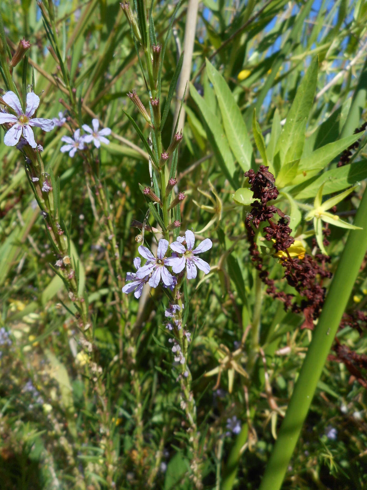 Plancia ëd Lythrum californicum Torr. & Gray