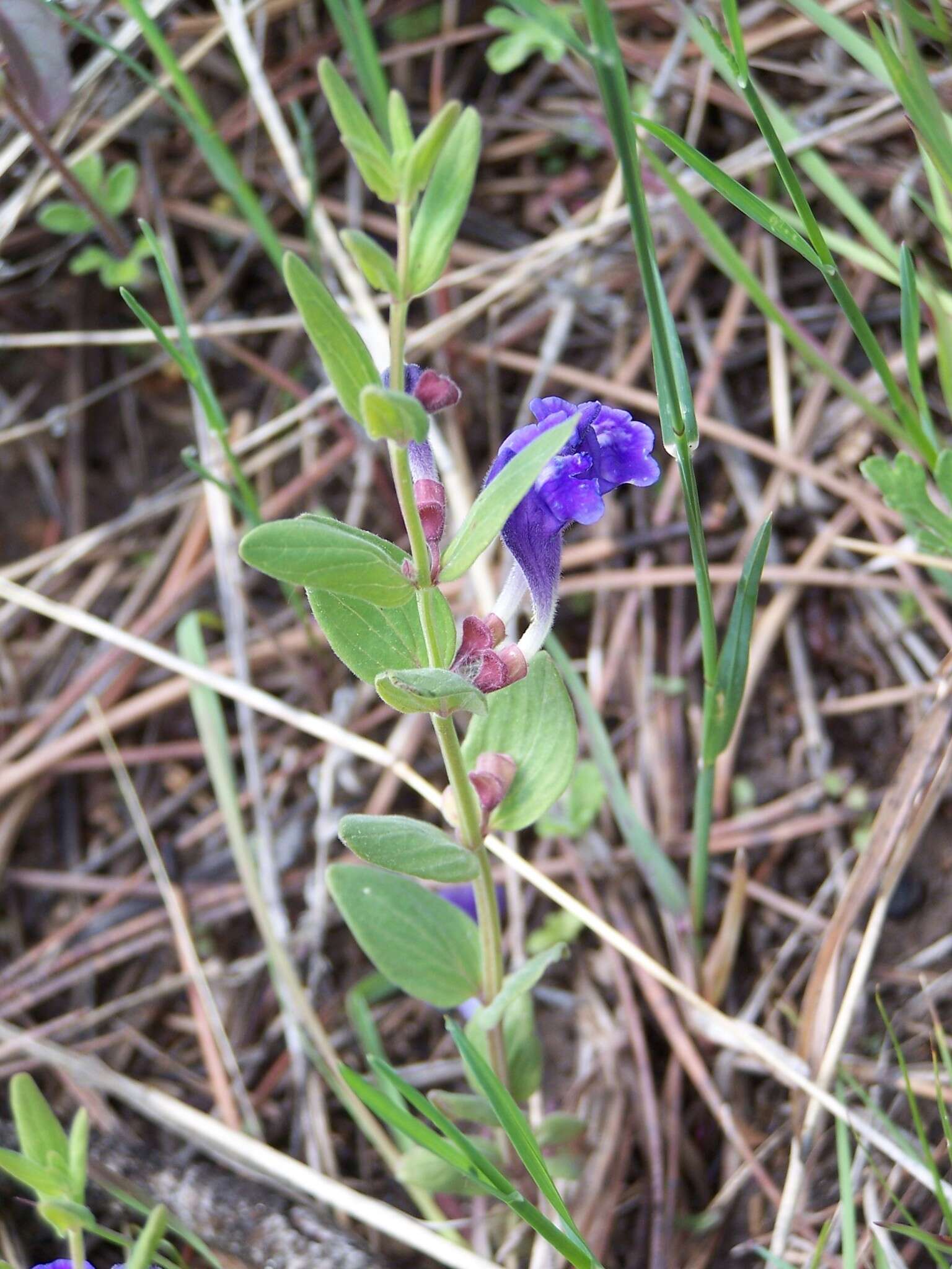 Image de Scutellaria brittonii Porter