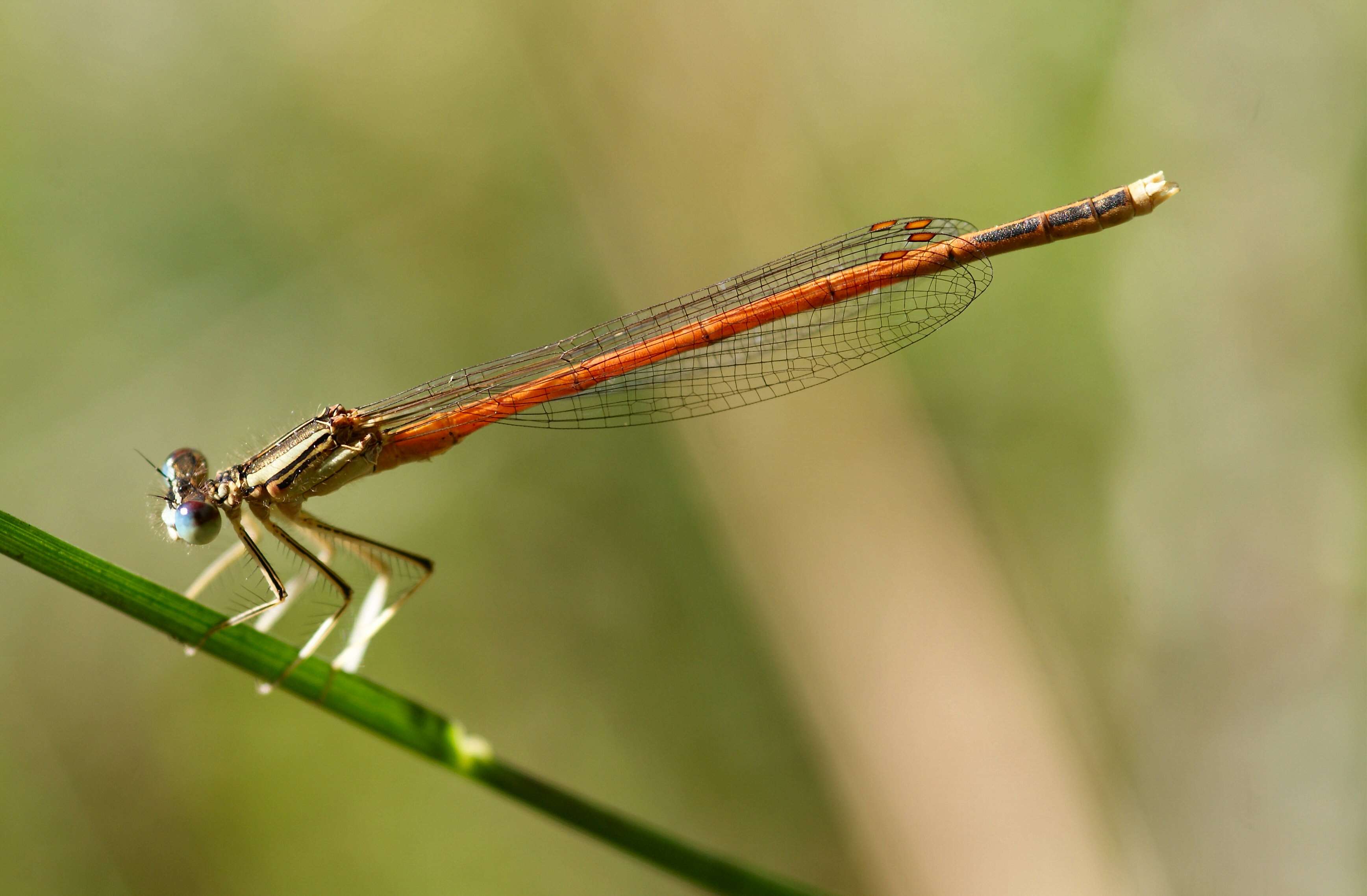 Imagem de Platycnemis acutipennis Selys 1841