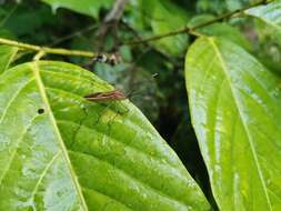 Image of Homoeocerus (Tliponius) limbatipennis (Stål 1860)