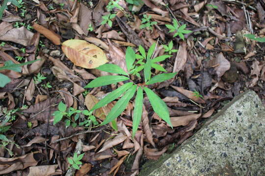 Imagem de Xanthosoma helleborifolium (Jacq.) Schott