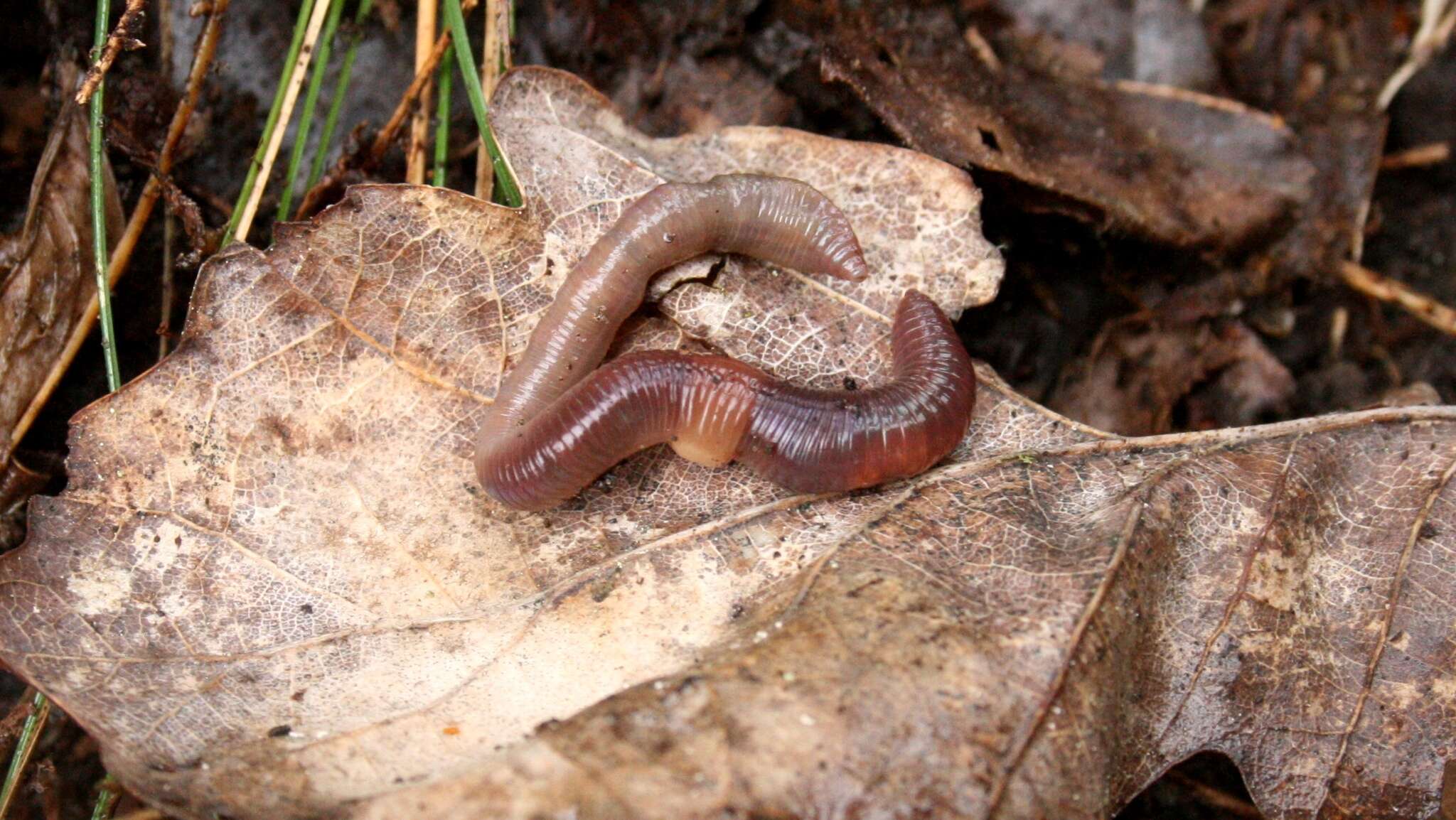 Earthworm - Soil Ecology Wiki