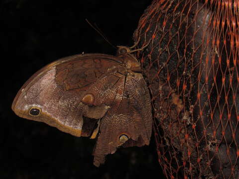 Image of Catoblepia xanthicles Godman & Salvin 1881