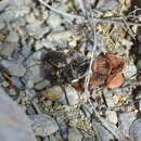 Image of Neocicindela garnerae Larochelle & Larivière 2013