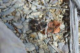 Image of Neocicindela garnerae Larochelle & Larivière 2013