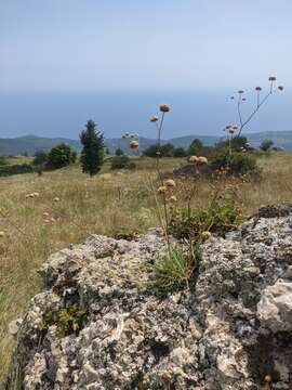 Image of Gypsophila pallasii S. S. Ikonnikov