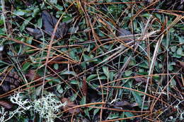 Image of Globularia trichosantha Fischer & C. A. Meyer