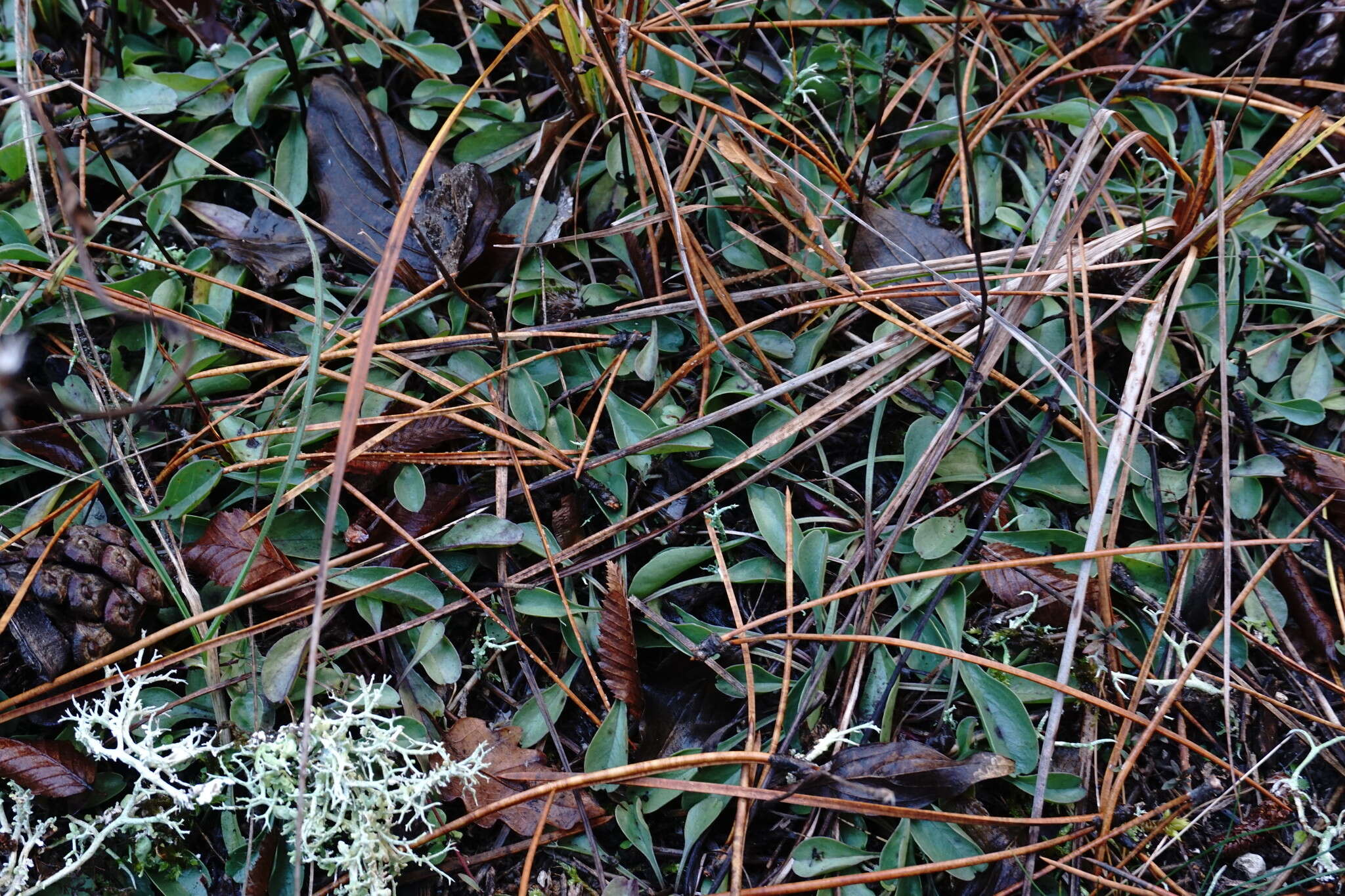 Image de Globularia trichosantha Fischer & C. A. Meyer