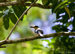 صورة Todiramphus recurvirostris Lafresnaye 1842