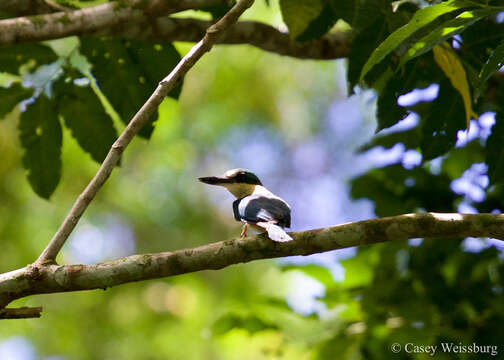 Sivun Todiramphus recurvirostris Lafresnaye 1842 kuva