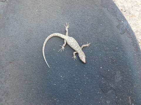 Image of Japlan Tropical Night Lizard