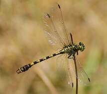 Image of Green-eyed Hooktail