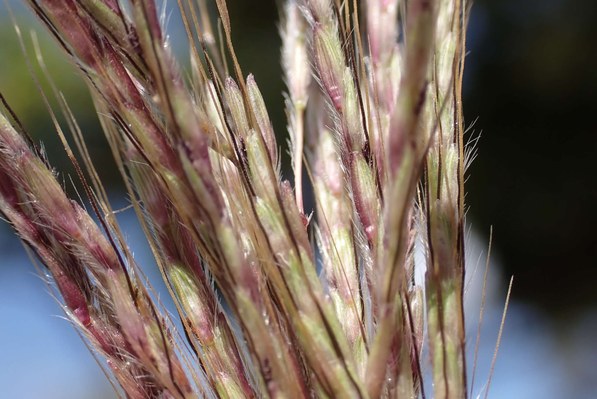 Image de Dichanthium annulatum var. annulatum