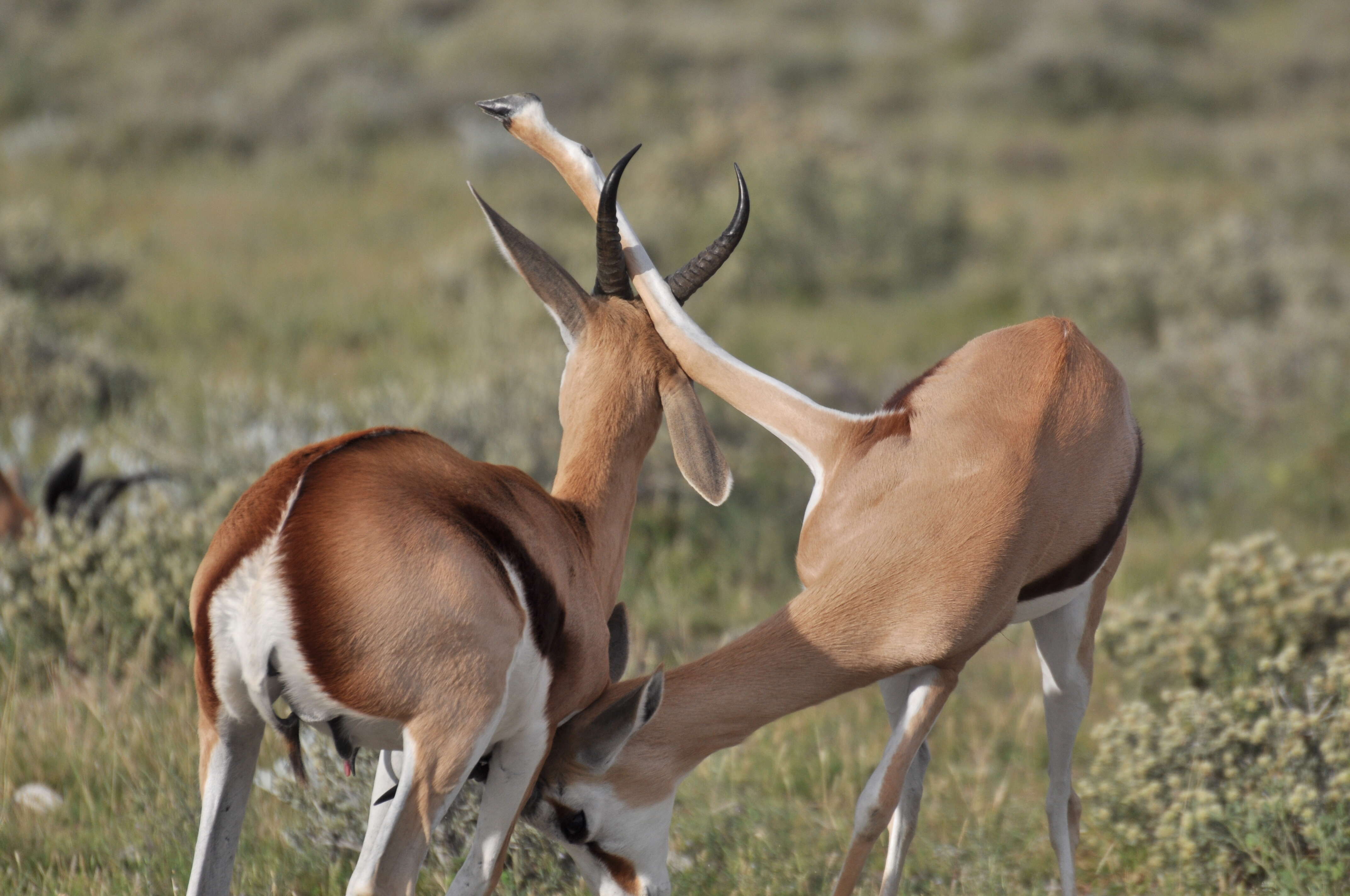 Image of Springbok