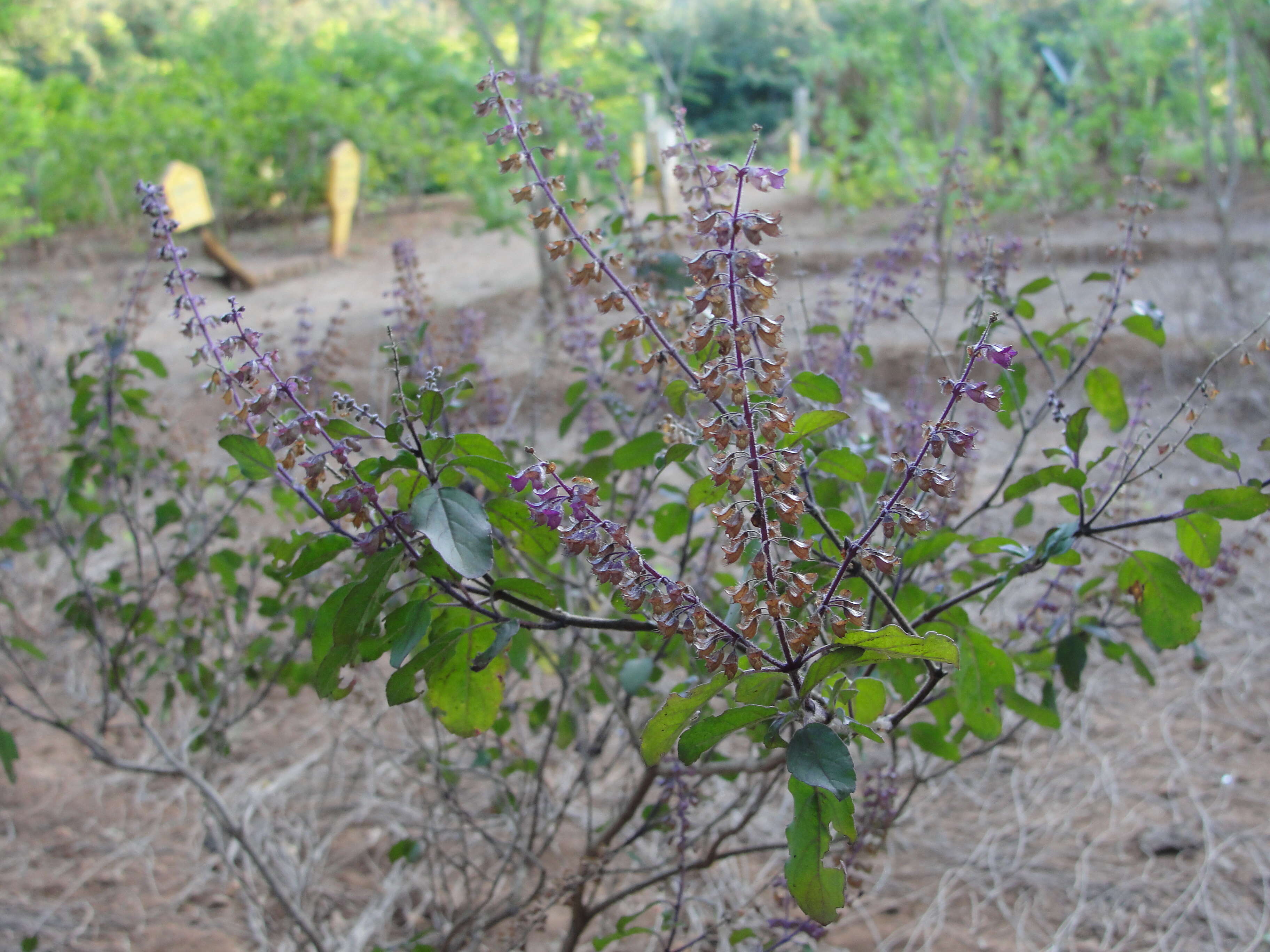 Image of holy basil