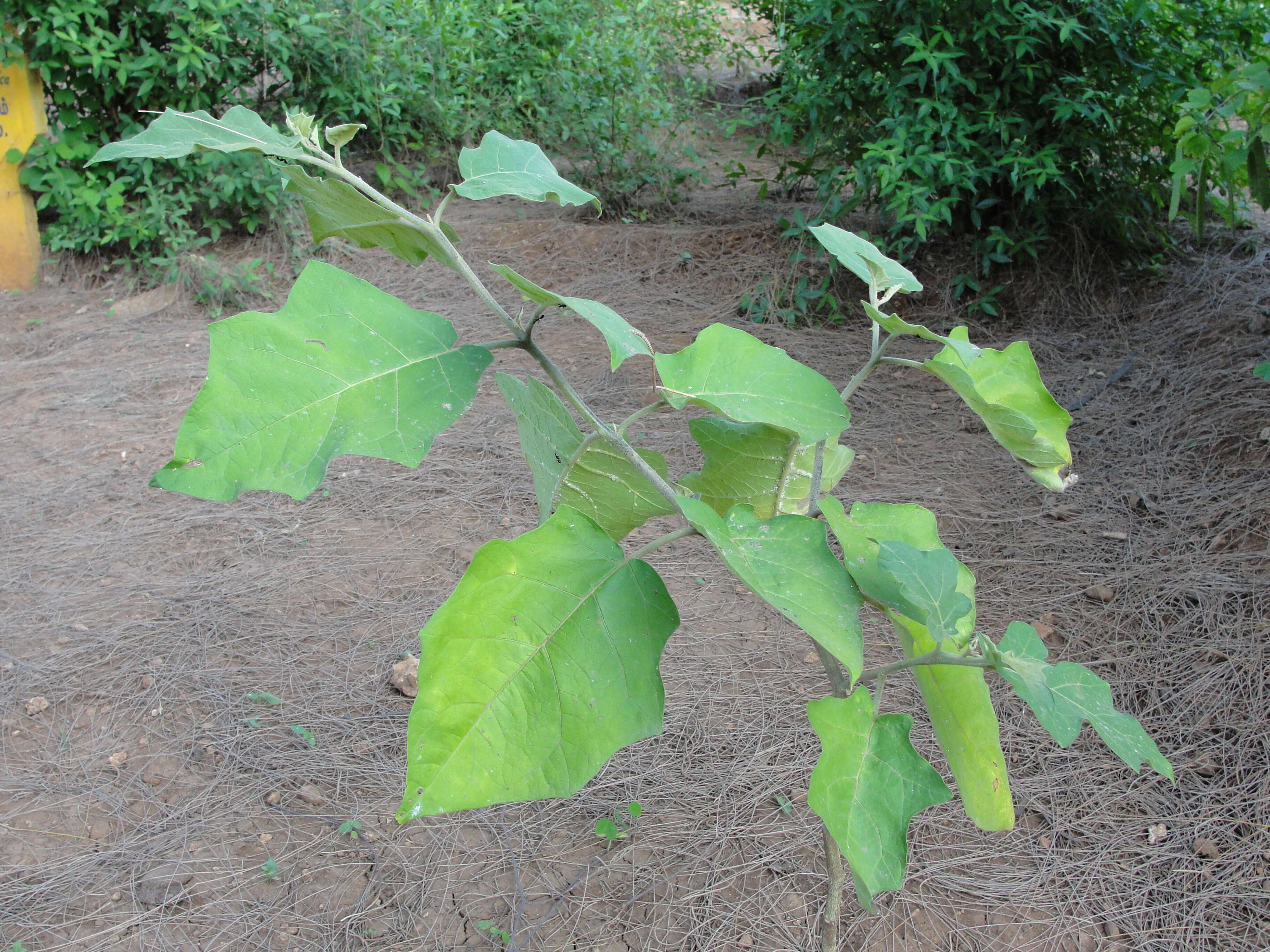 Imagem de Solanum torvum Swartz