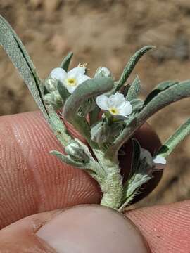 Image de Oreocarya abortiva Greene