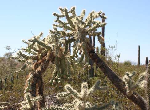 Image of jumping cholla