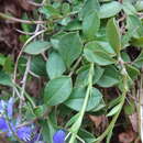 Plancia ëd Polygala calcarea F. W. Schultz