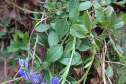 Image of Chalk milkwort